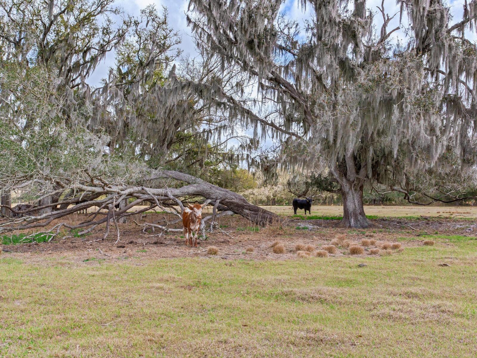 Image 8 of 13 For 0 Cr 39  