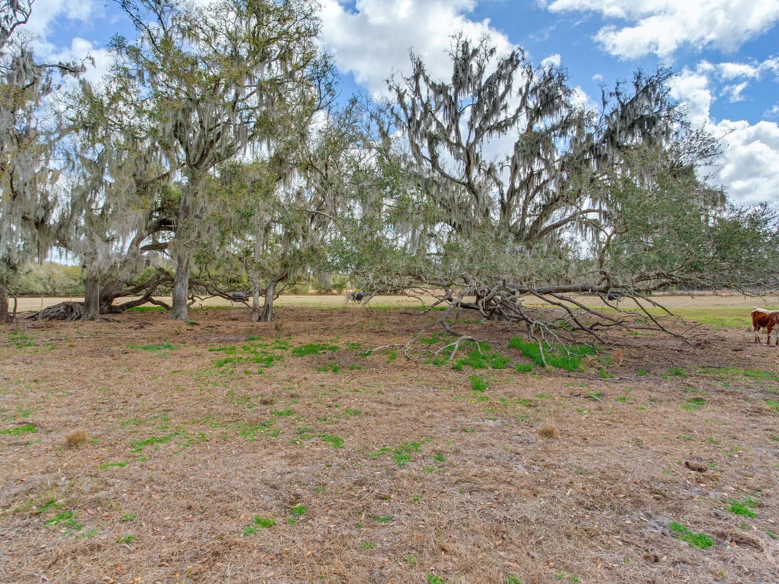 Image 9 of 13 For 0 Cr 39  