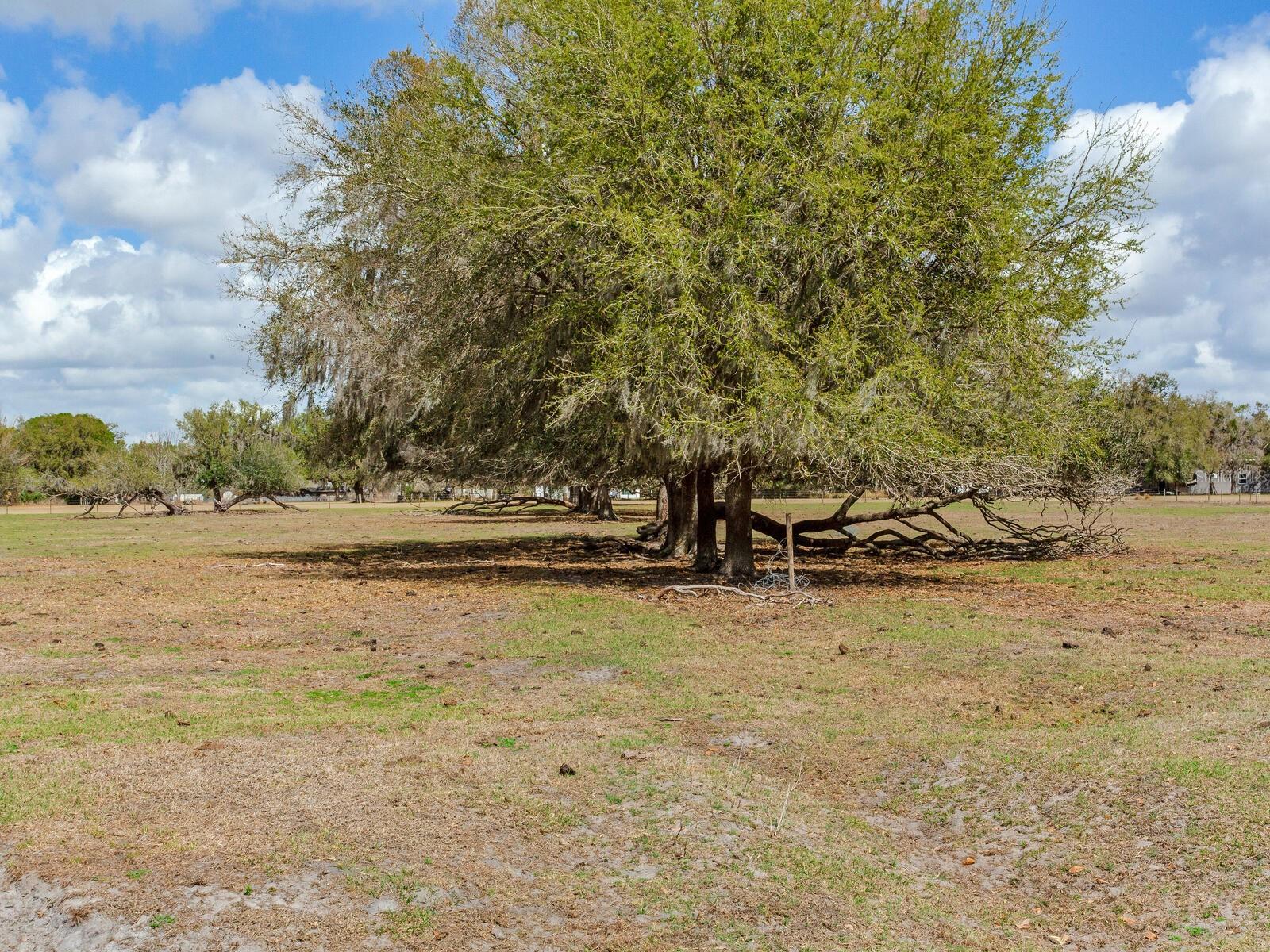 Image 12 of 13 For 0 Cr 39  