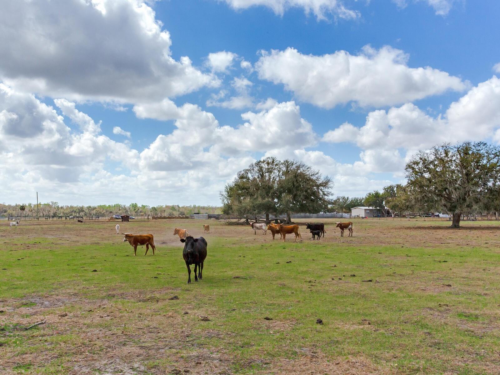 Image 5 of 13 For 0 Cr 39  