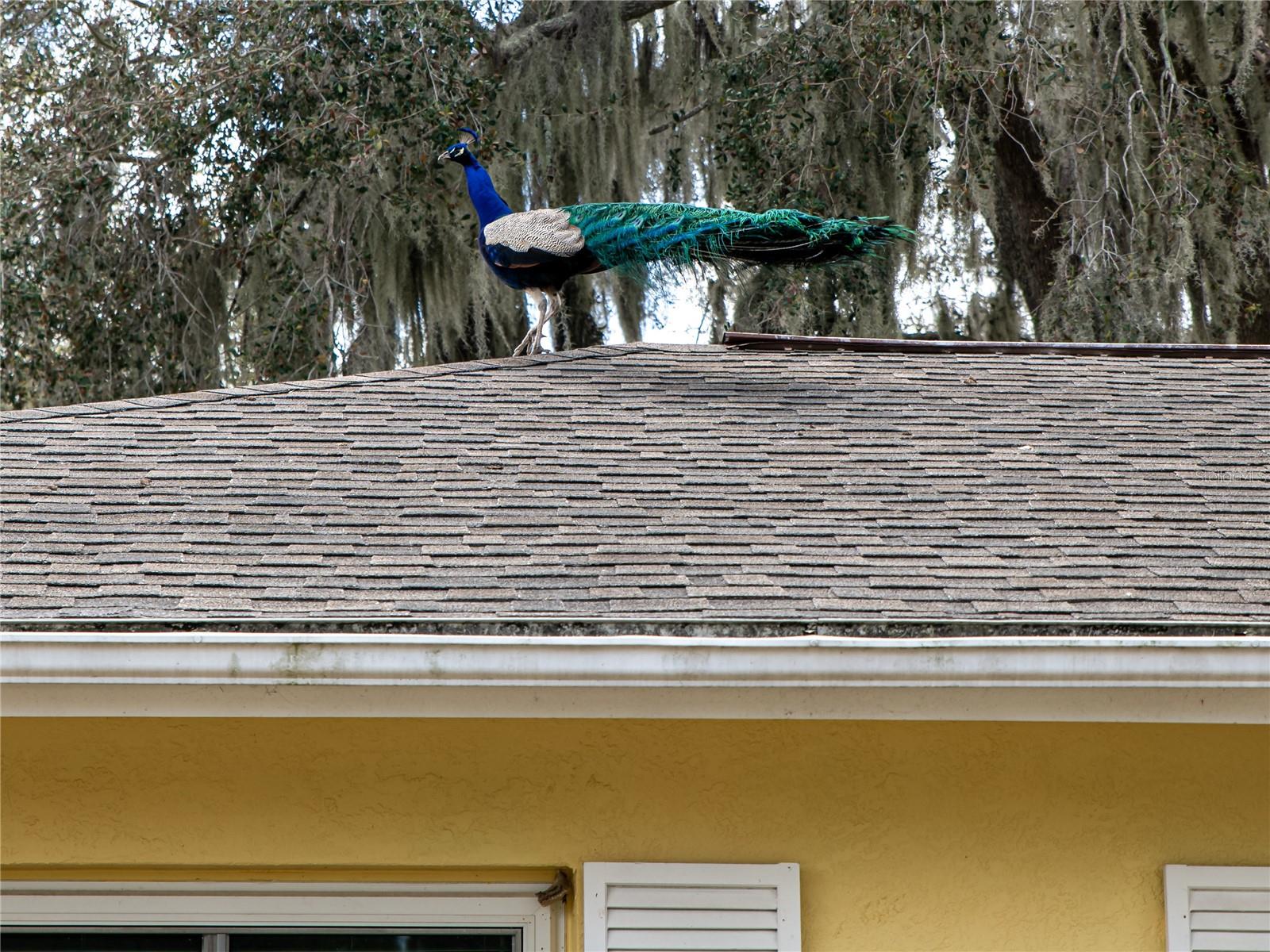 Image 34 of 35 For 907 Hillside Terrace