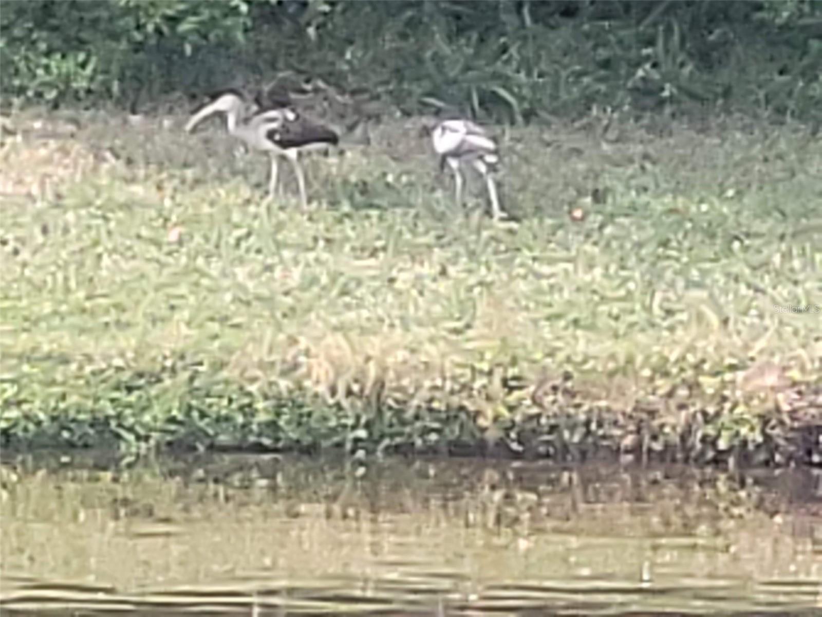 Image 48 of 53 For 732 Lighthouse Drive