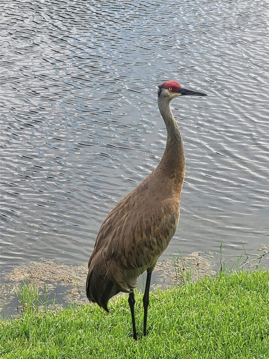 Image 49 of 53 For 732 Lighthouse Drive