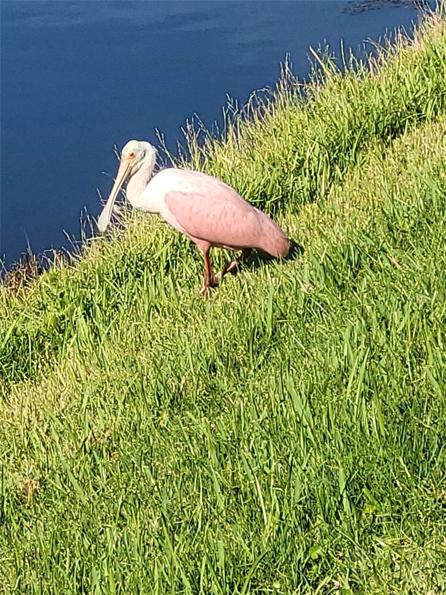 Image 50 of 53 For 732 Lighthouse Drive