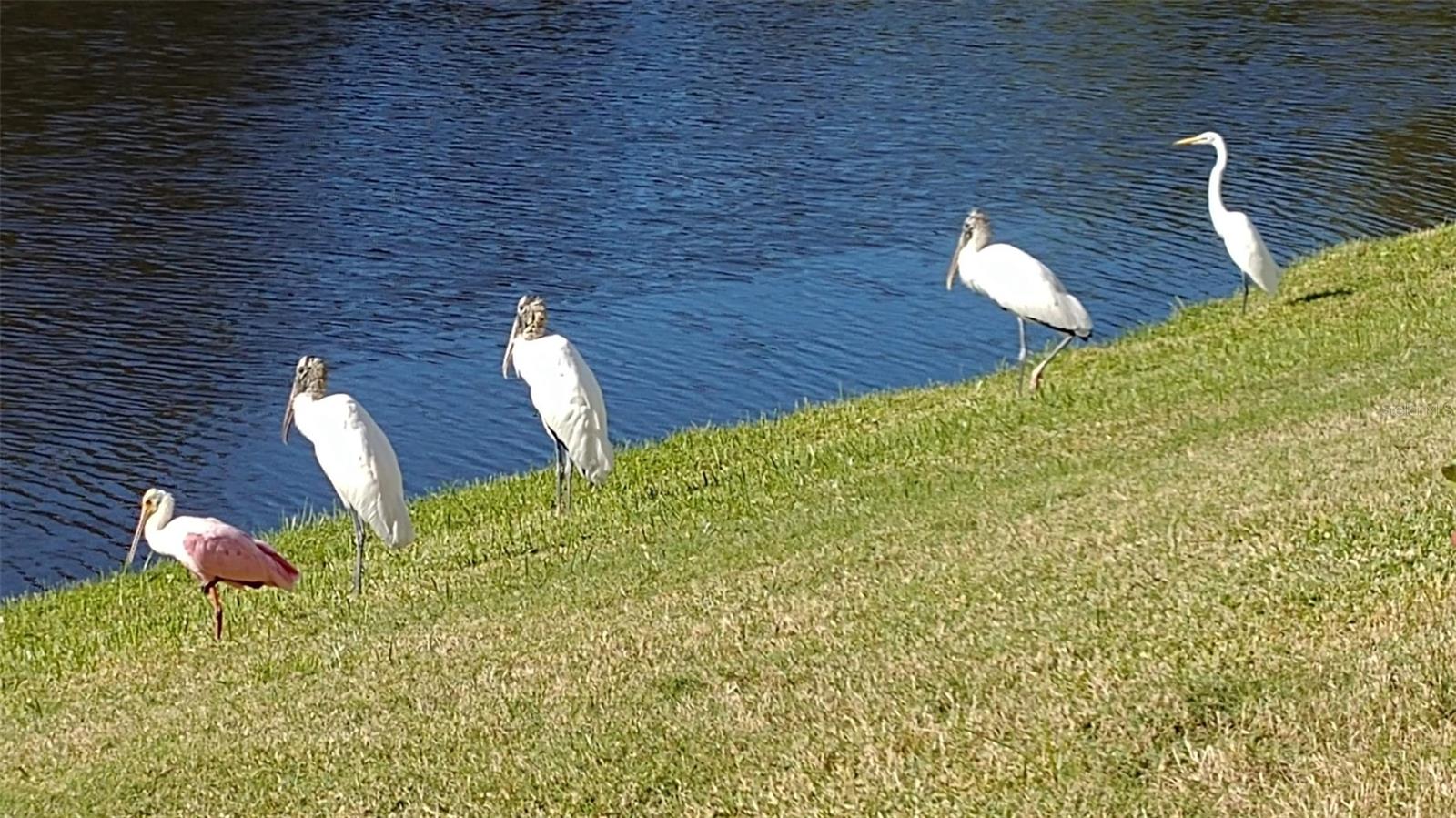 Image 51 of 53 For 732 Lighthouse Drive