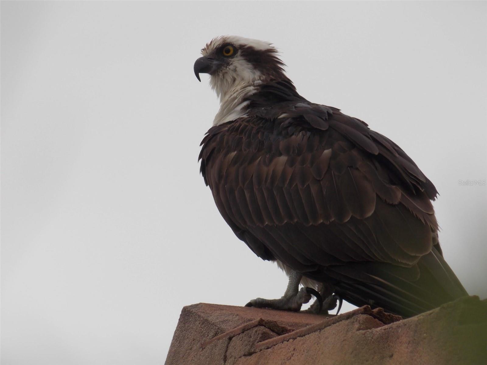 Image 52 of 53 For 732 Lighthouse Drive