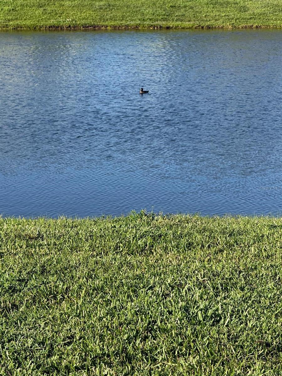 Image 4 of 13 For 2217 Citrus Breeze Drive