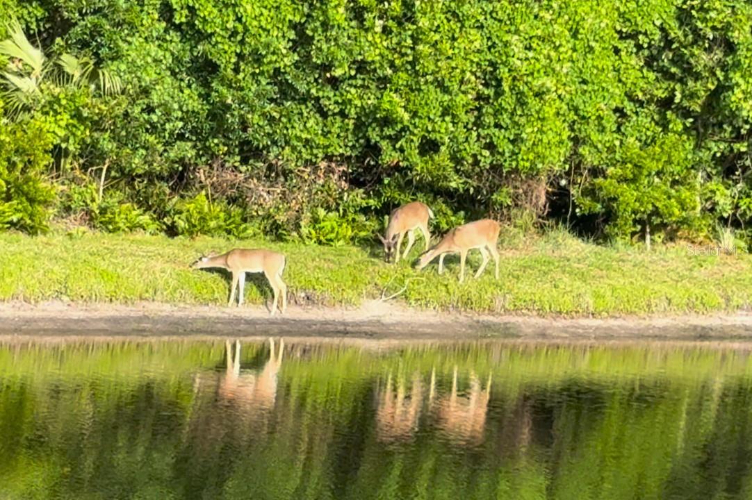 Image 74 of 84 For 4941 Kylemore Court