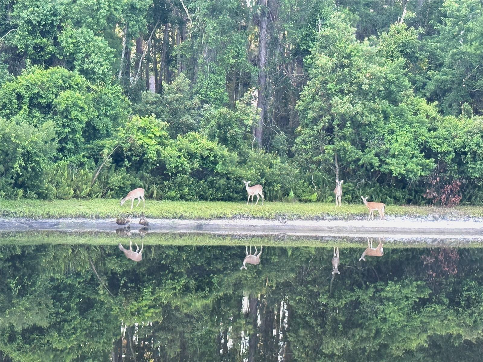 Image 75 of 84 For 4941 Kylemore Court