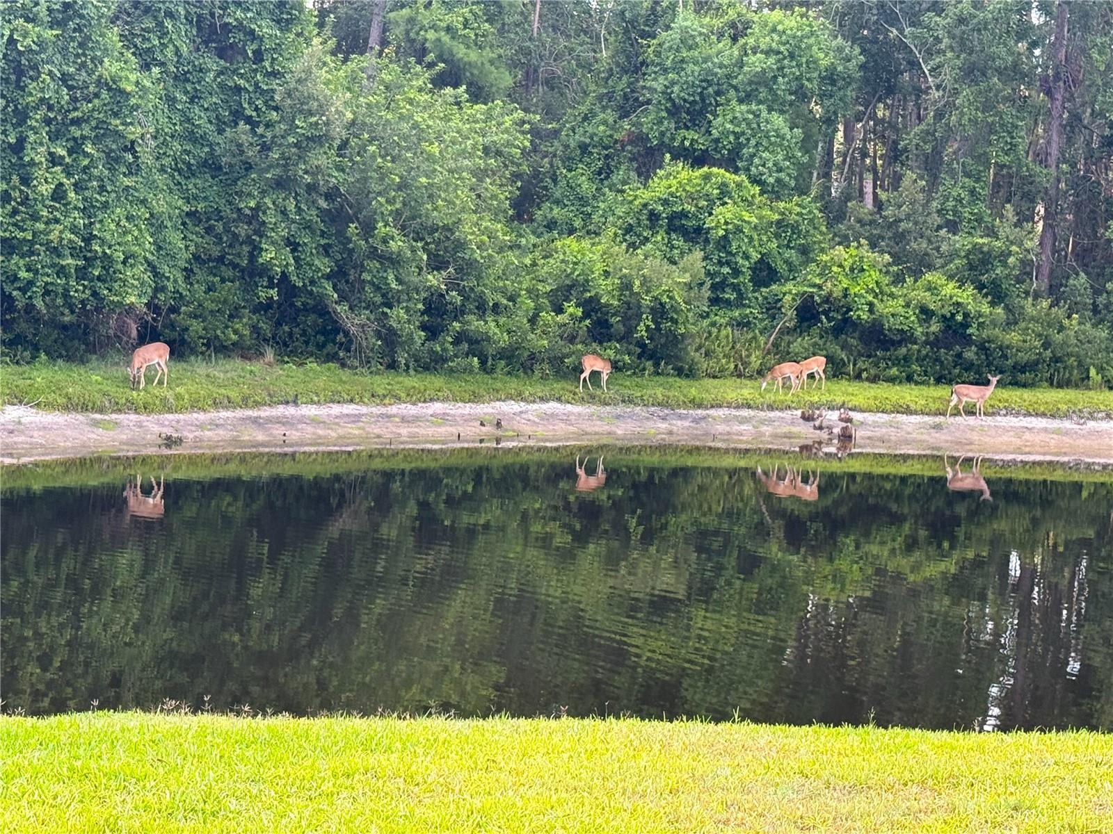 Image 77 of 84 For 4941 Kylemore Court