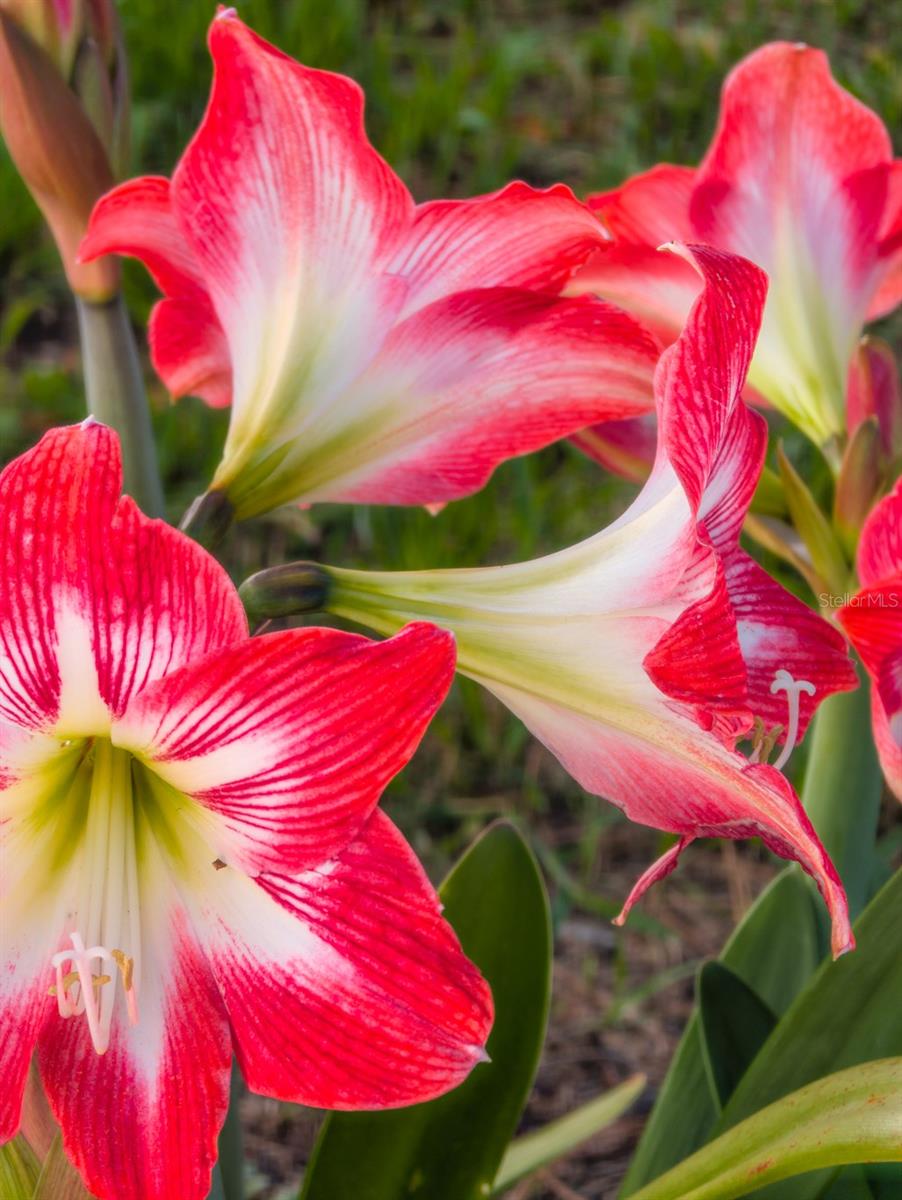 Image 56 of 66 For 9436 Palm Avenue