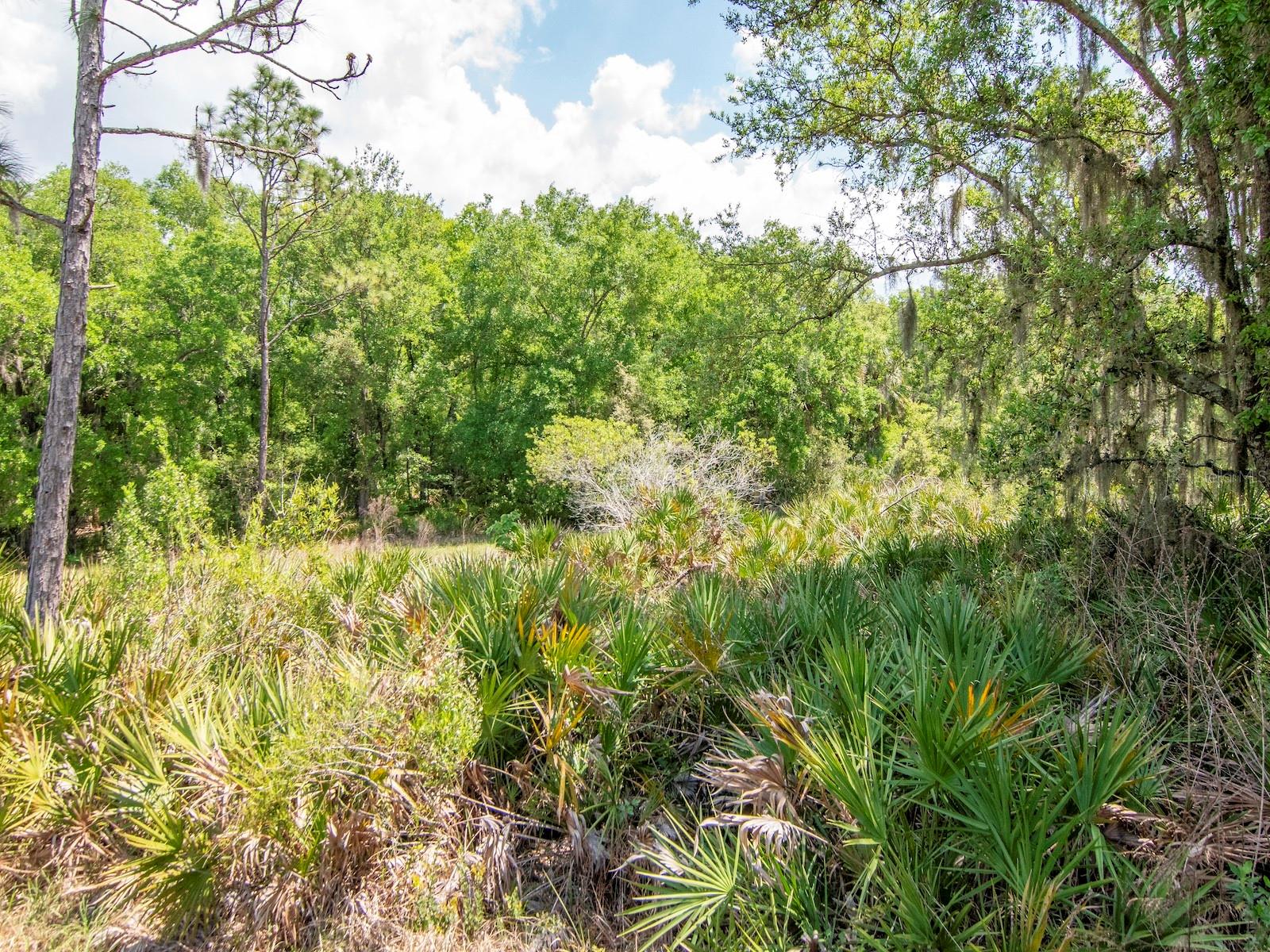 Image 44 of 61 For 20003 Umbria Hill Drive