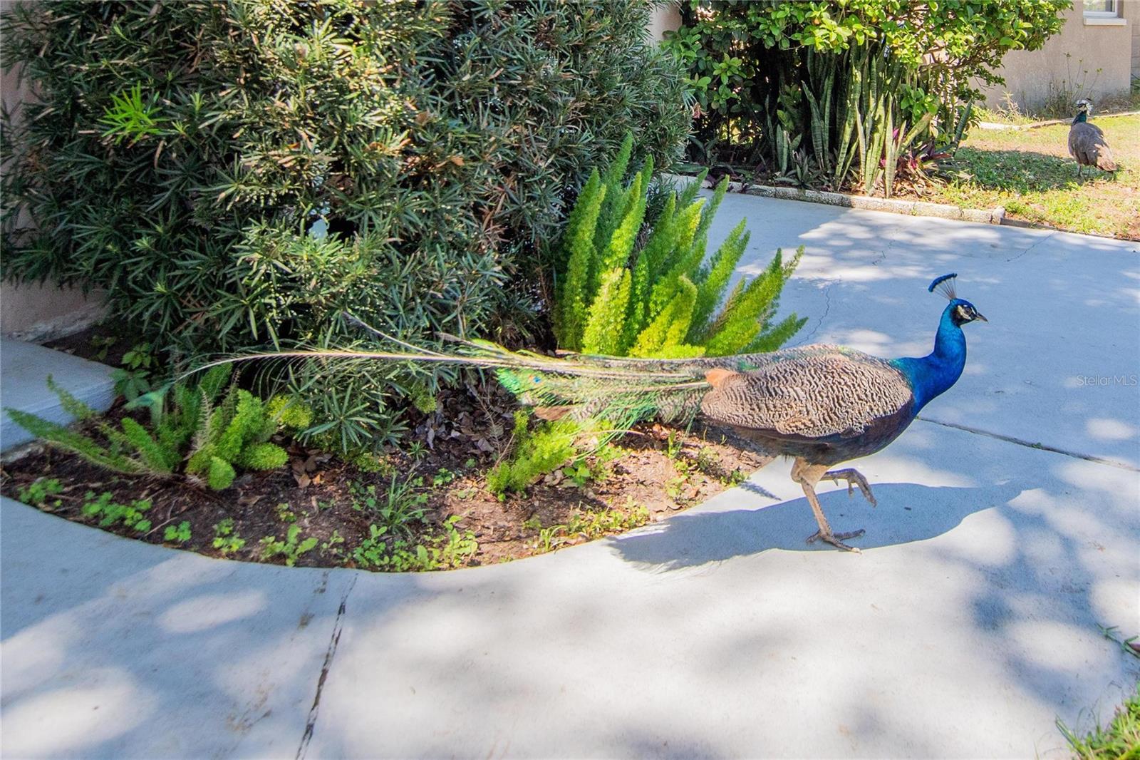 Image 22 of 43 For 2305 Indigo Drive