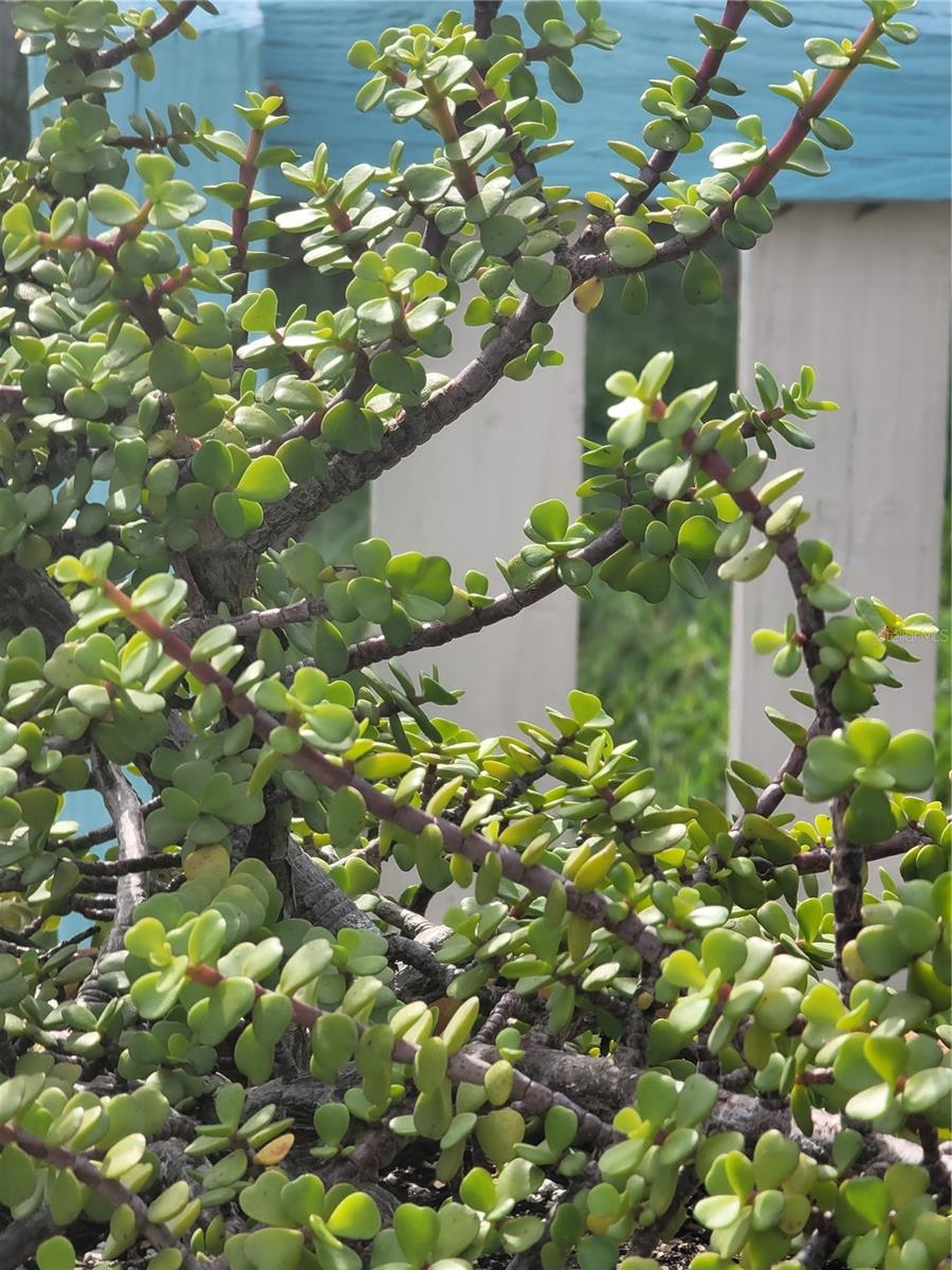 Image 26 of 40 For 9826 Lehigh Drive