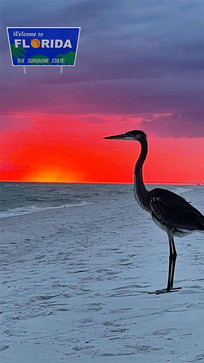 Image 73 of 75 For 31726 Cabana Rye Avenue