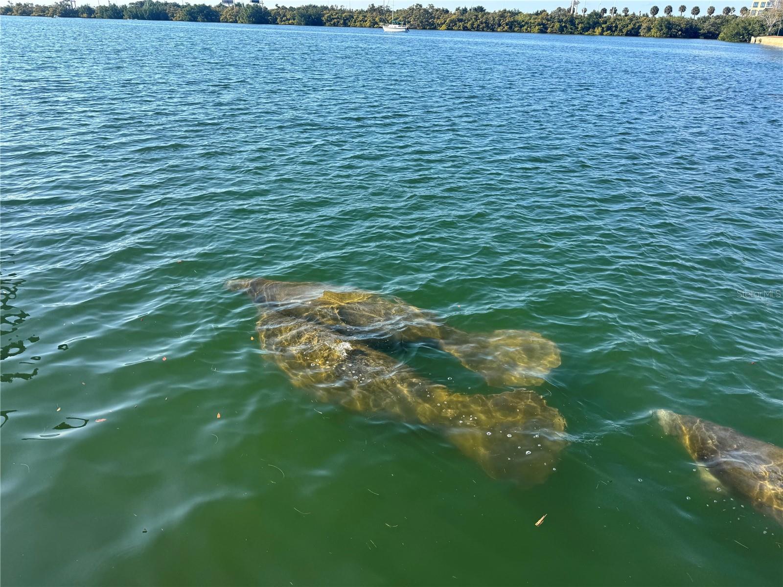 Image 6 of 39 For 5701 Mariner Street 504a