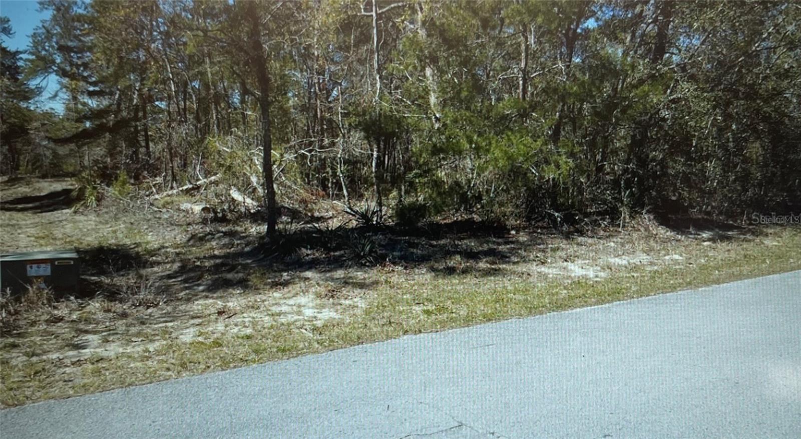 Image 5 of 5 For 3 Tall Marigolds Ct,