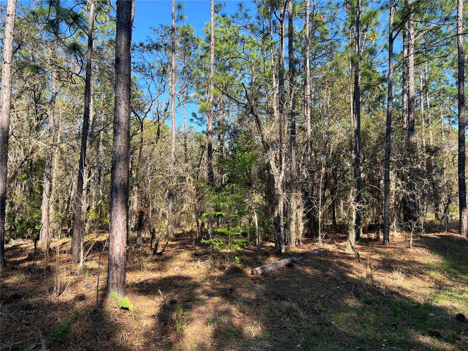 Image 4 of 7 For 4061 Little Dove Terrace