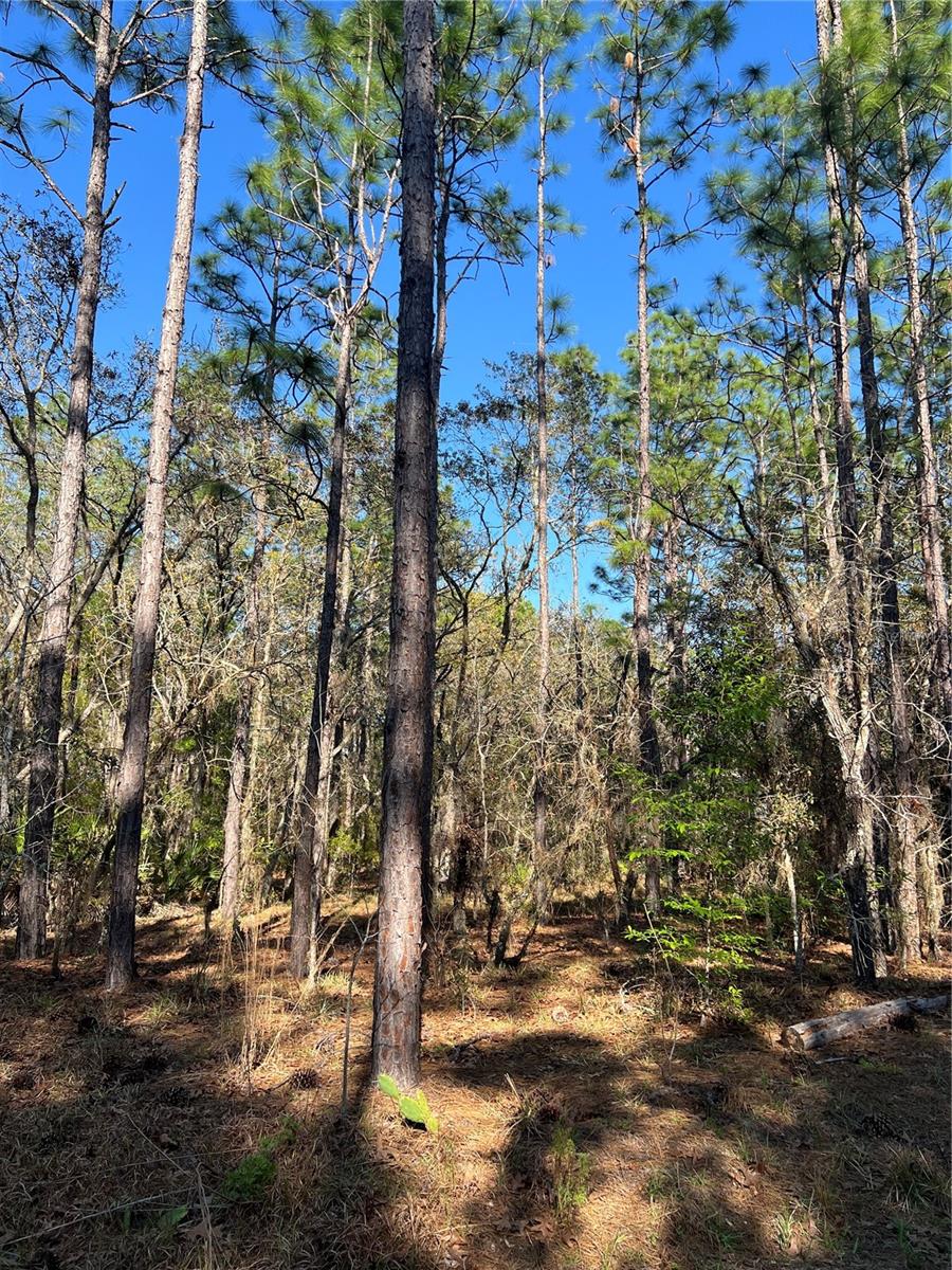 Image 5 of 7 For 4061 Little Dove Terrace