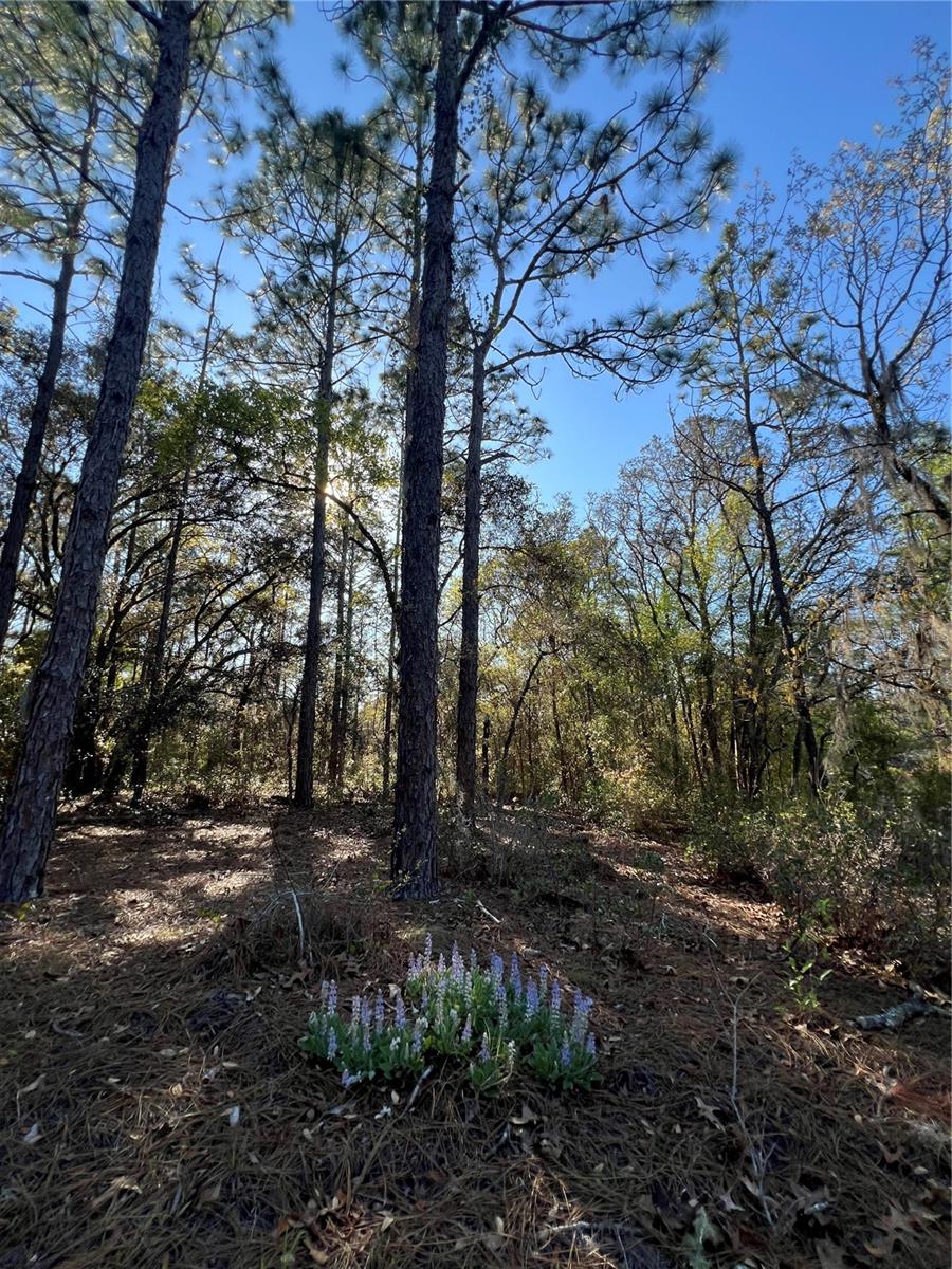 Image 5 of 9 For 3968 Indianhead Road