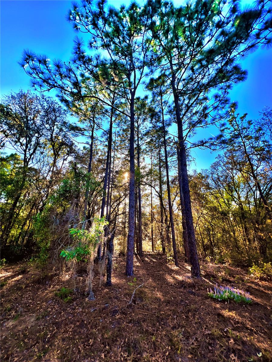 Image 6 of 9 For 3968 Indianhead Road