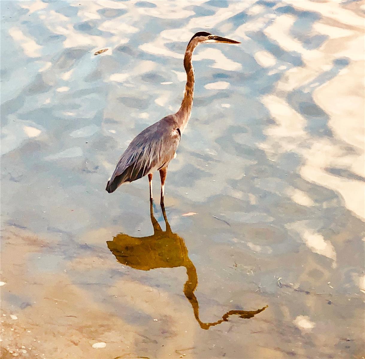 Image 49 of 58 For 7984 Sailboat Key Boulevard S 502