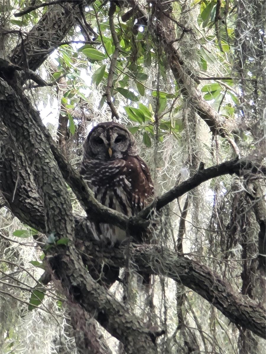 Image 47 of 50 For Address Not Provided