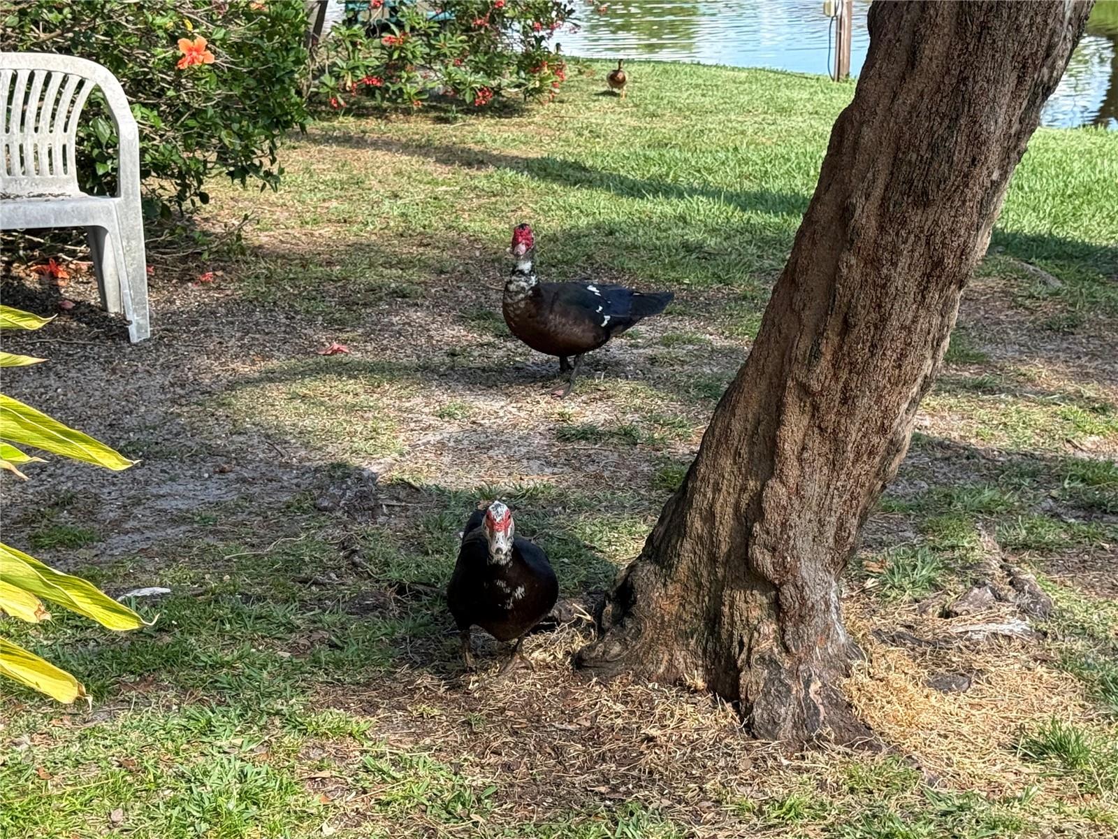 Image 23 of 31 For 870 Village Lake Terrace N 101