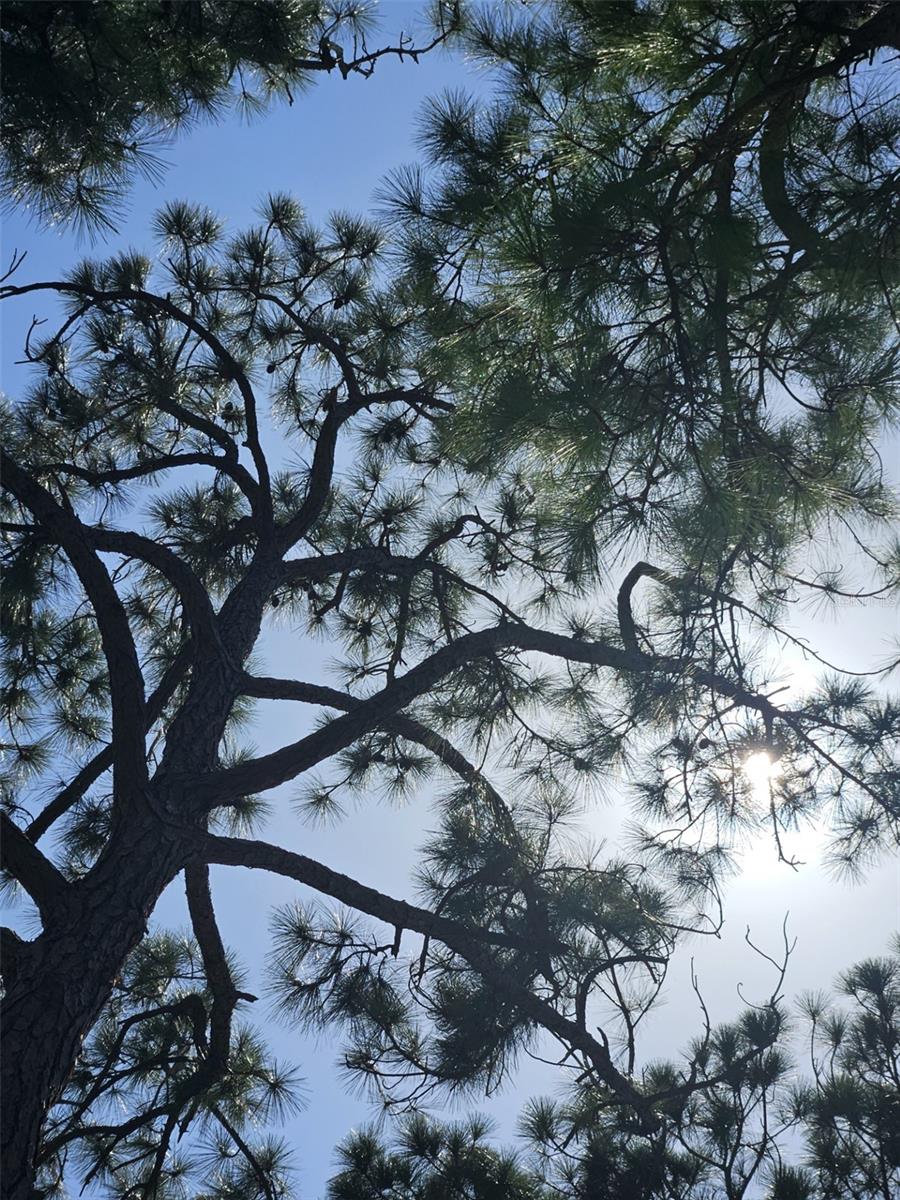 Image 35 of 36 For 2700 Bayshore Boulevard 2b