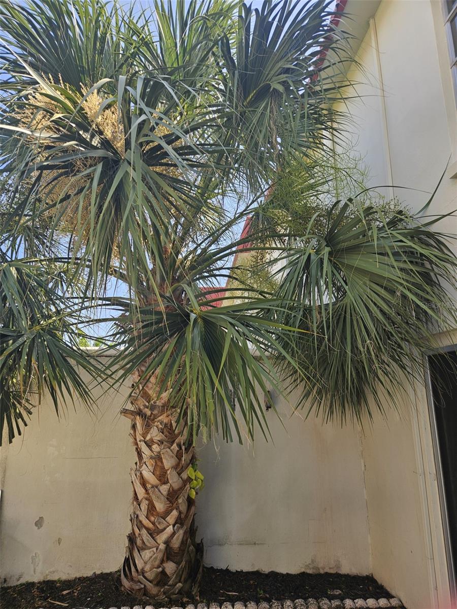 Image 9 of 36 For 2700 Bayshore Boulevard 2b