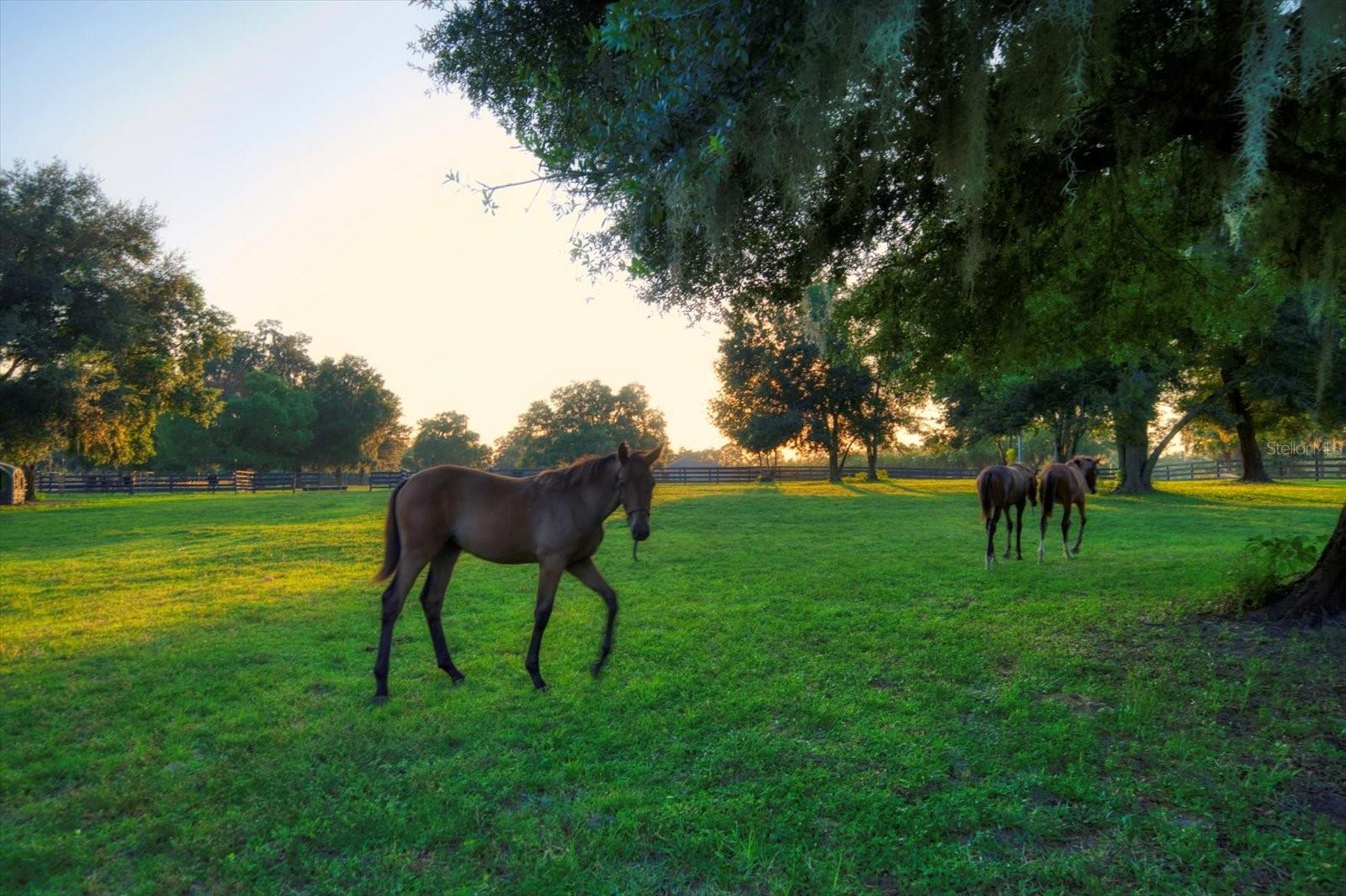 Listing photo id 43 for 7650 Whippoorwill Terrace