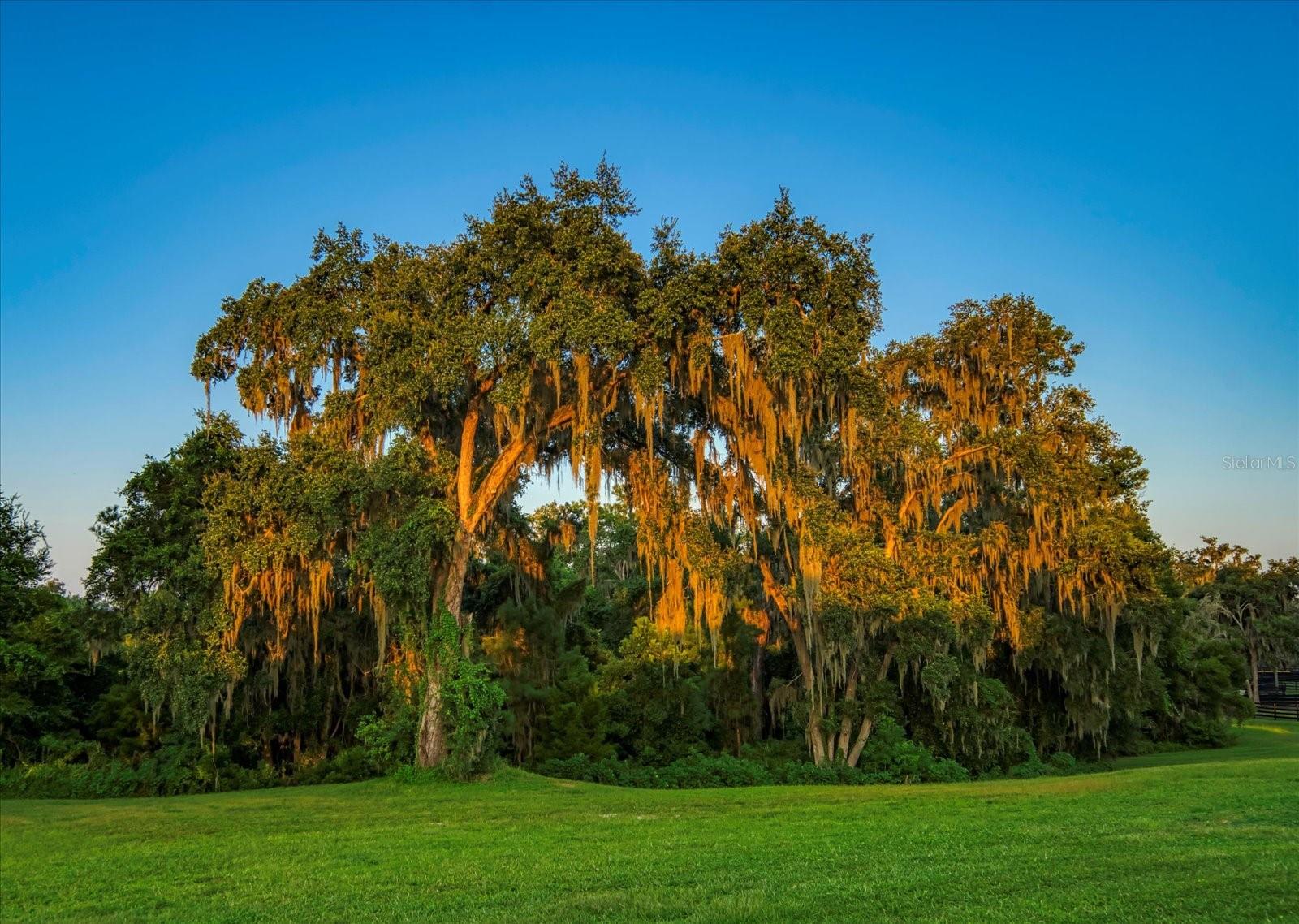 Listing photo id 85 for 7650 Whippoorwill Terrace