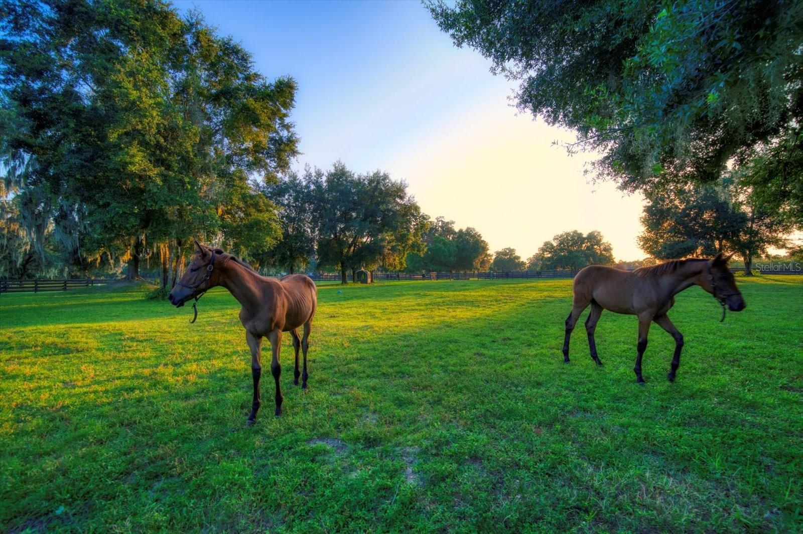 Listing photo id 91 for 7650 Whippoorwill Terrace