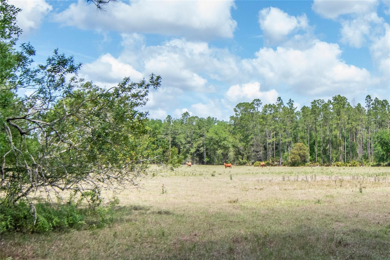 Listing photo id 34 for 5400 Bruton Road