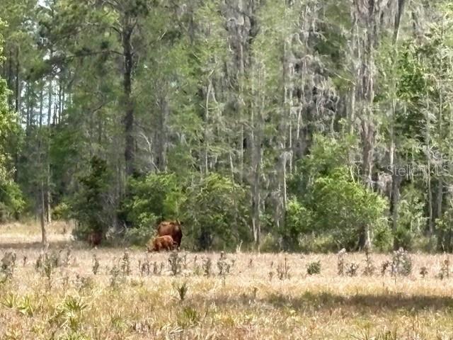 Listing photo id 35 for 5400 Bruton Road