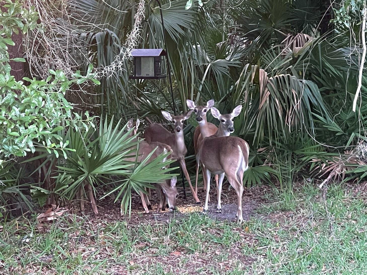 Image 55 of 81 For 5245 Gato Del Sol Circle