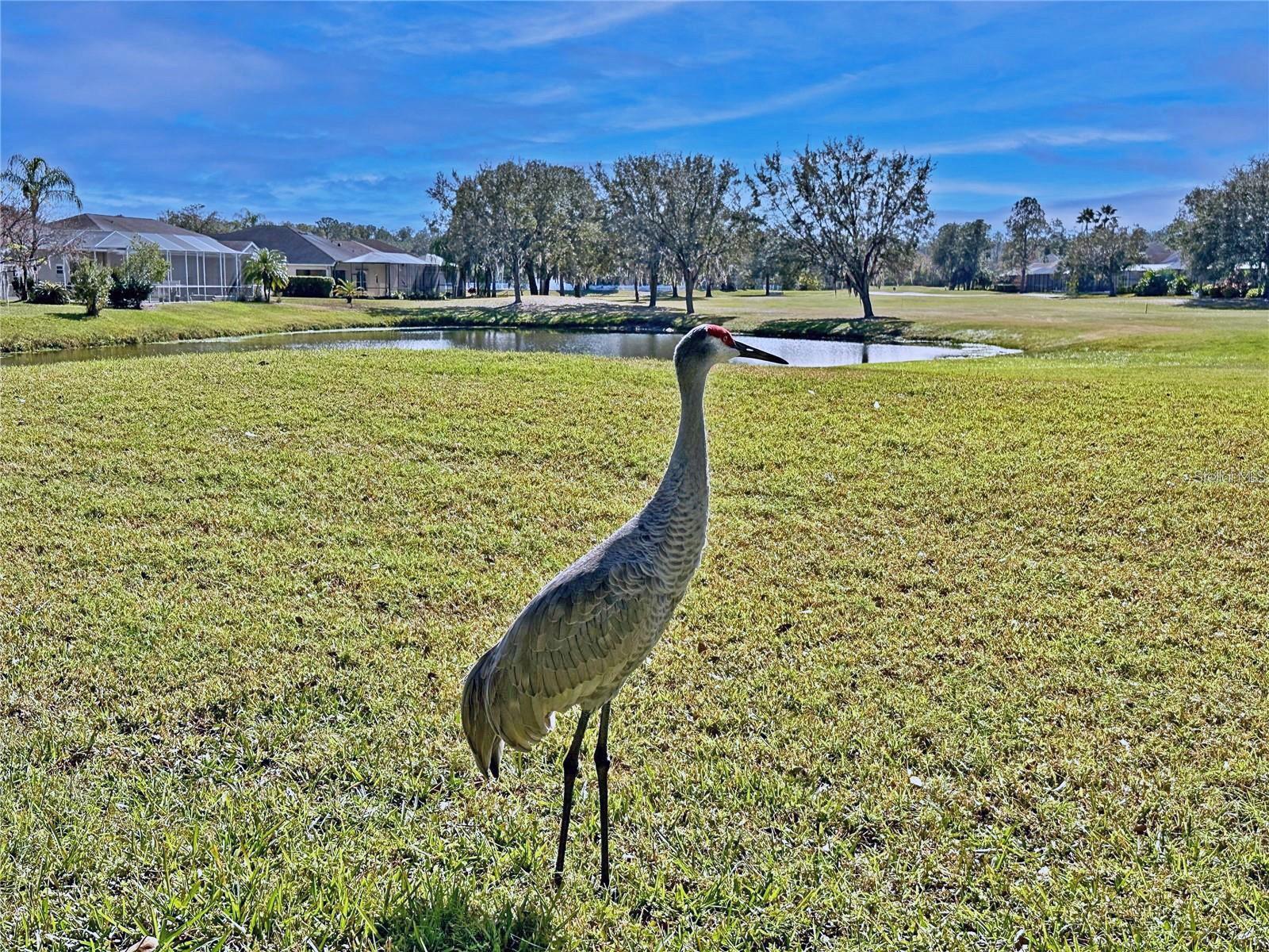 Image 81 of 81 For 5245 Gato Del Sol Circle
