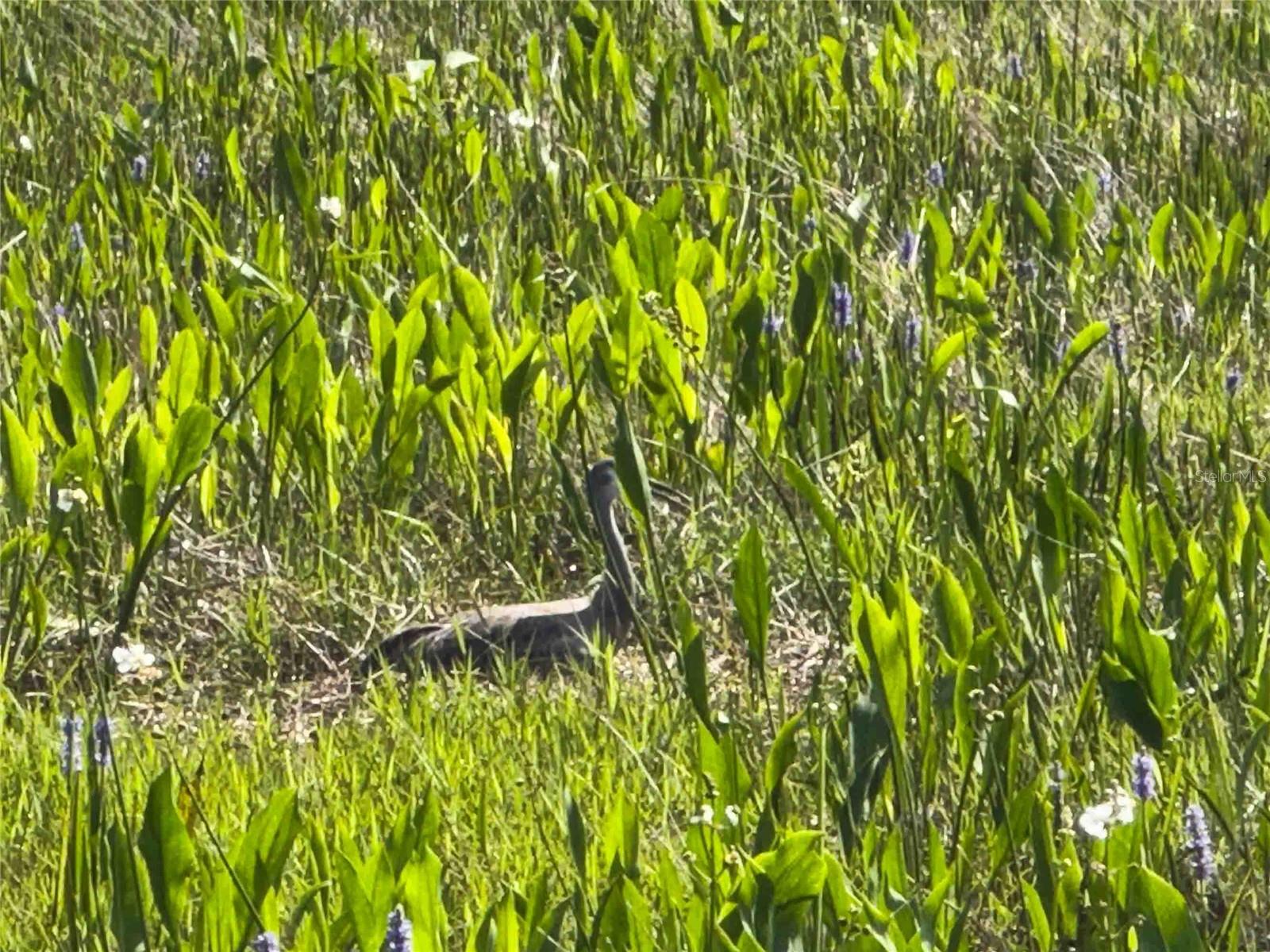 Listing photo id 57 for 8306 Bluevine Sky Drive