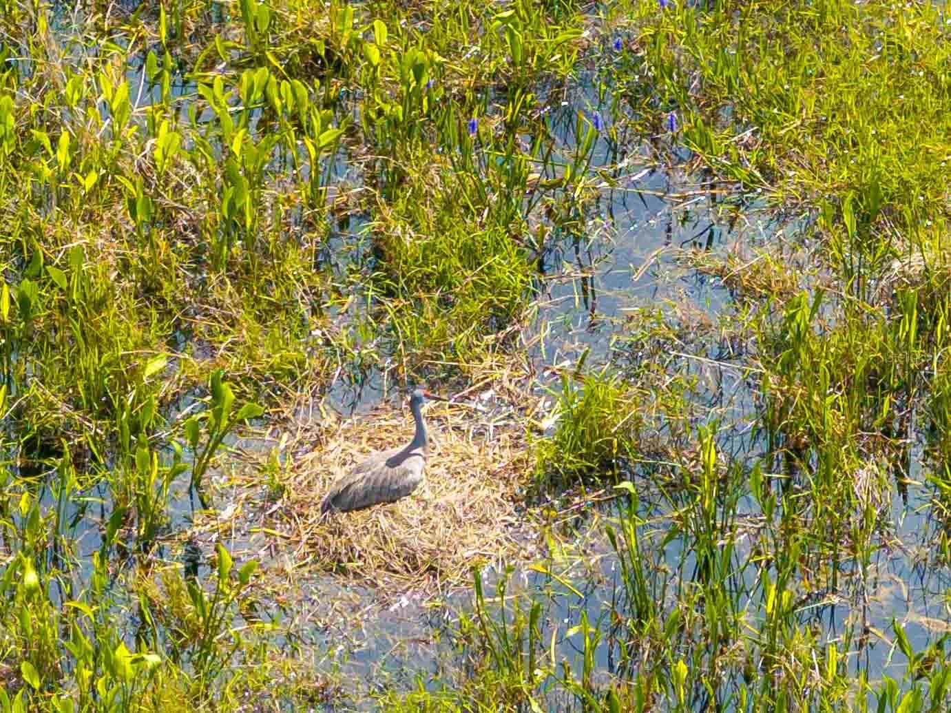 Listing photo id 58 for 8306 Bluevine Sky Drive