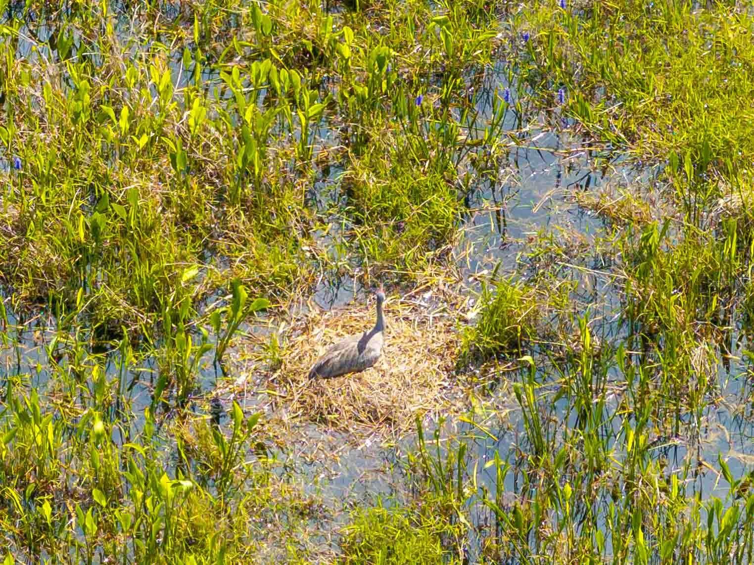 Listing photo id 59 for 8306 Bluevine Sky Drive