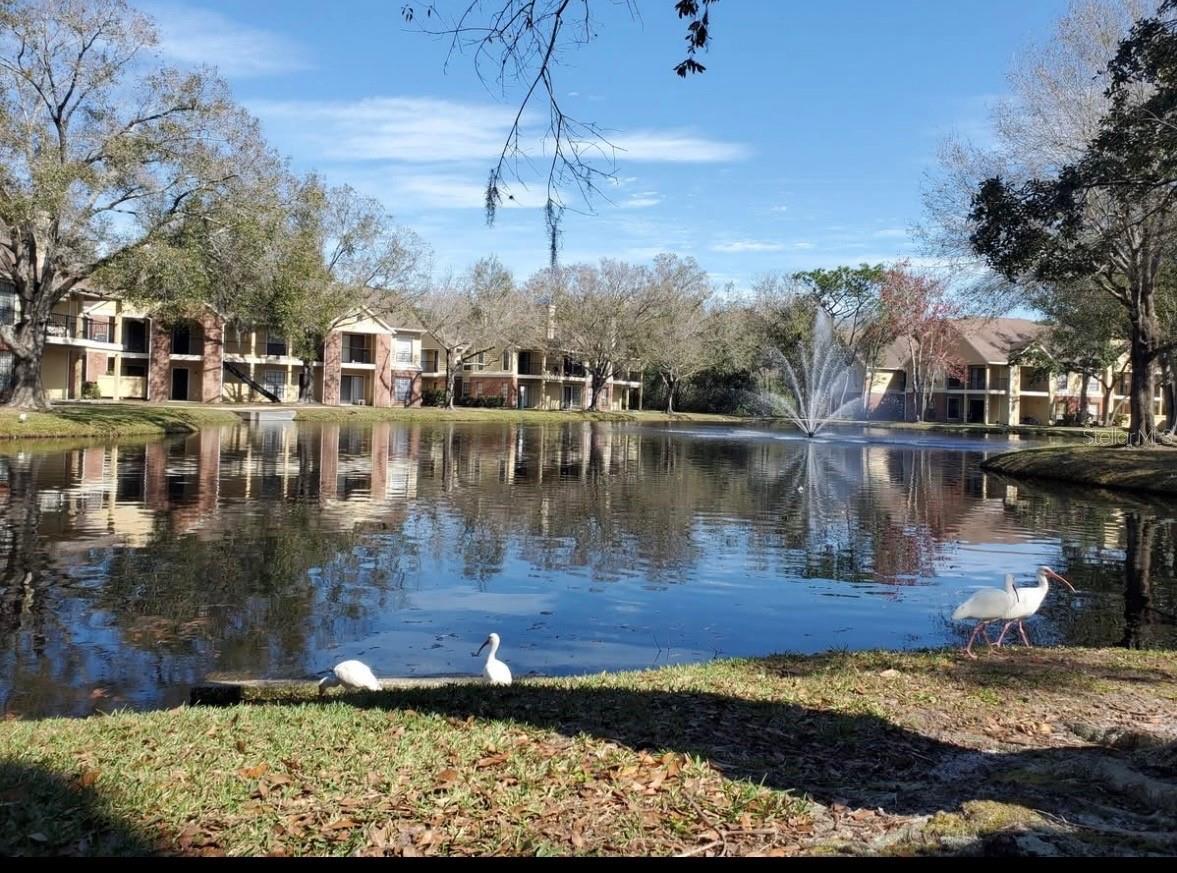 Image 34 of 35 For 8723 Fancy Finch Drive 201