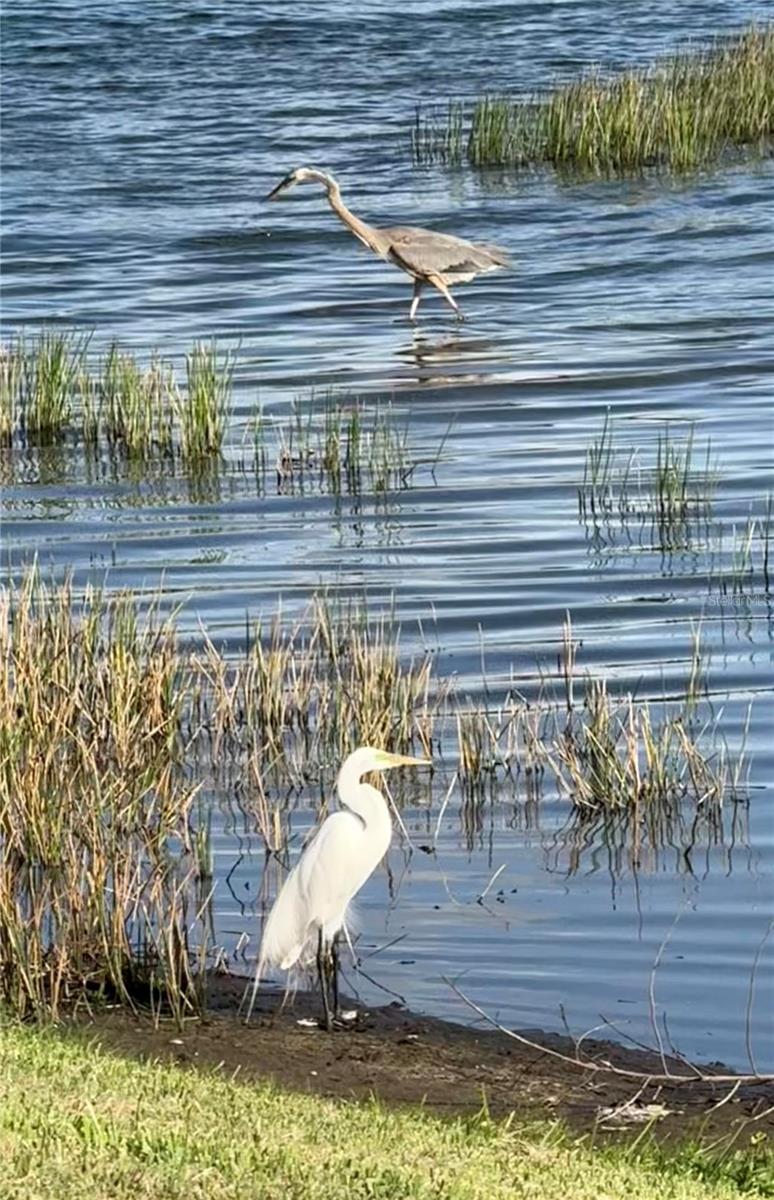 Image 7 of 65 For 352 Laurel Falls Drive