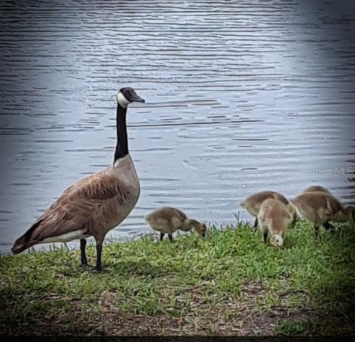 Image 32 of 32 For 3926 La Costa Lane