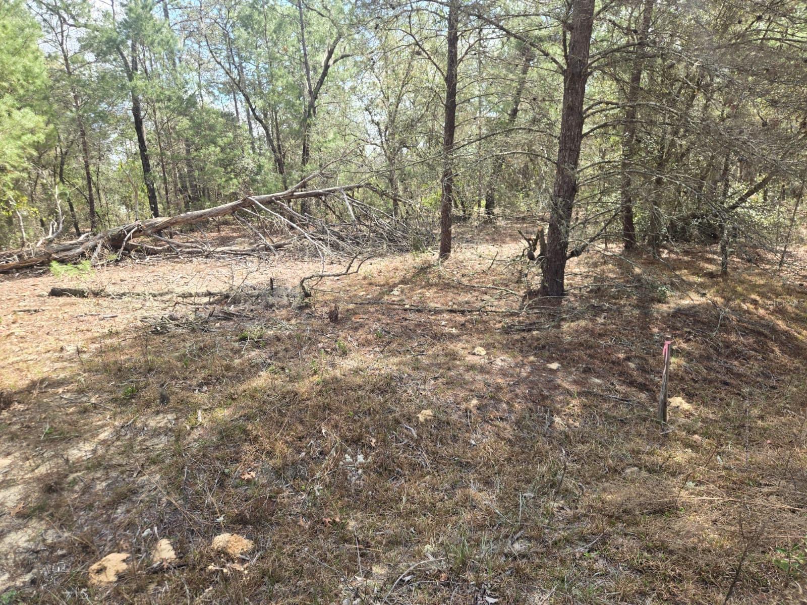 Details for 206 Wales Street, INTERLACHEN, FL 32148