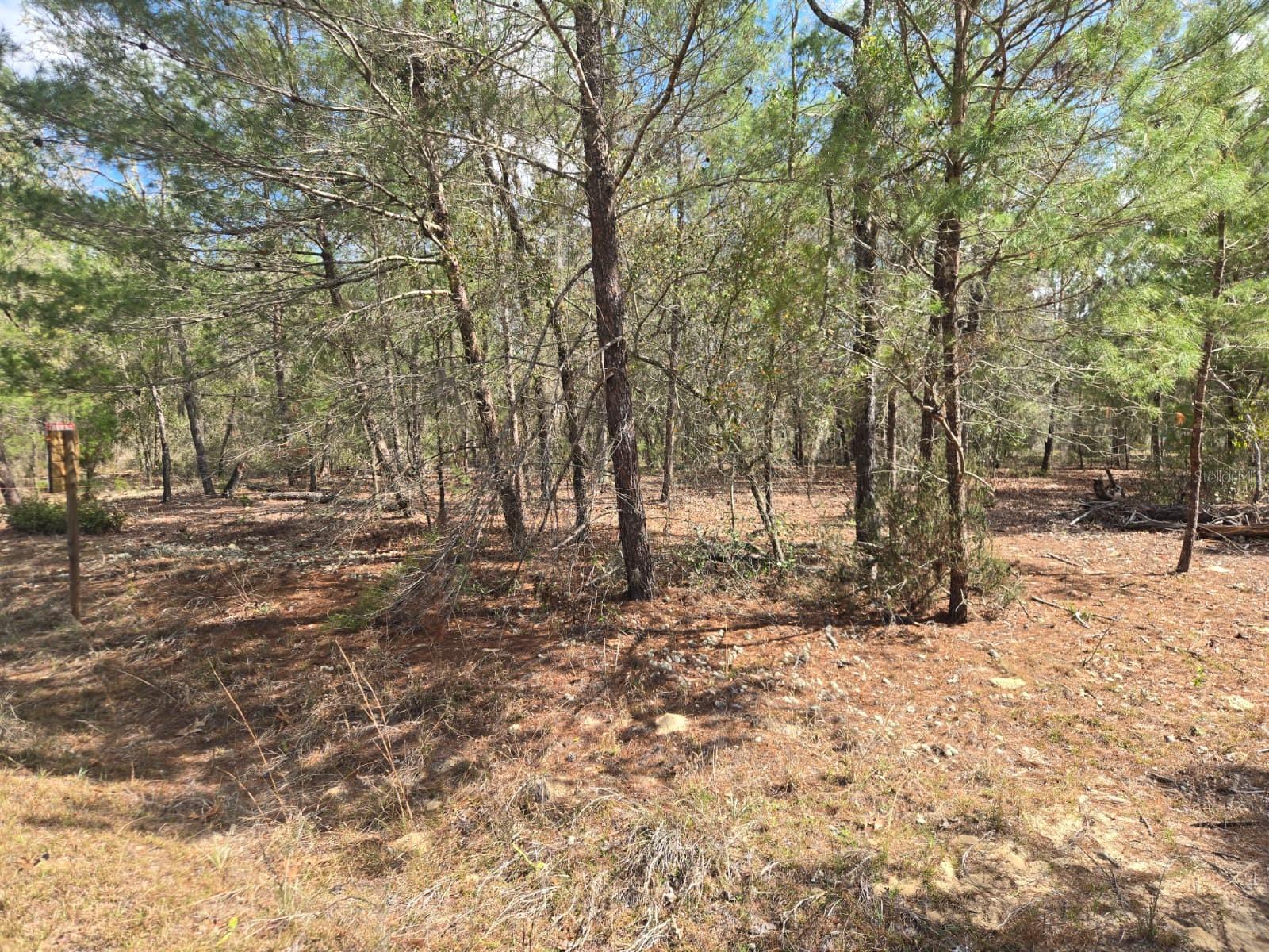 Image 11 of 12 For 206 Wales Street