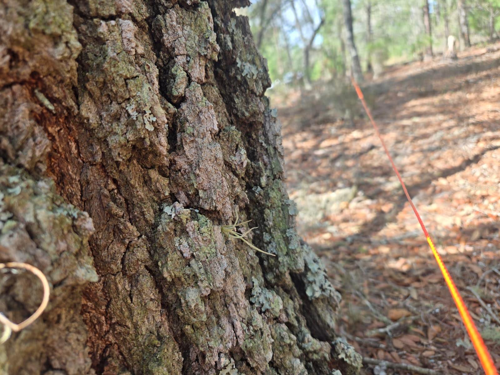 Image 2 of 12 For 206 Wales Street