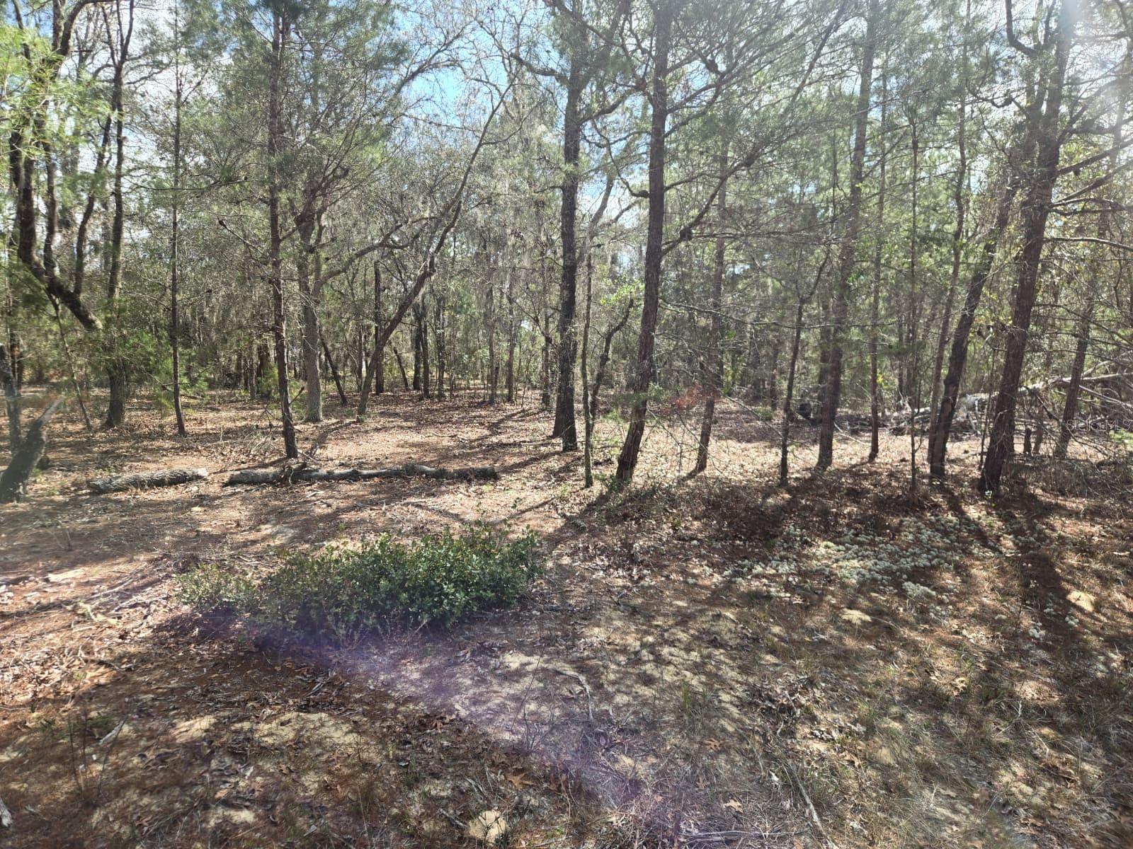 Image 3 of 12 For 206 Wales Street