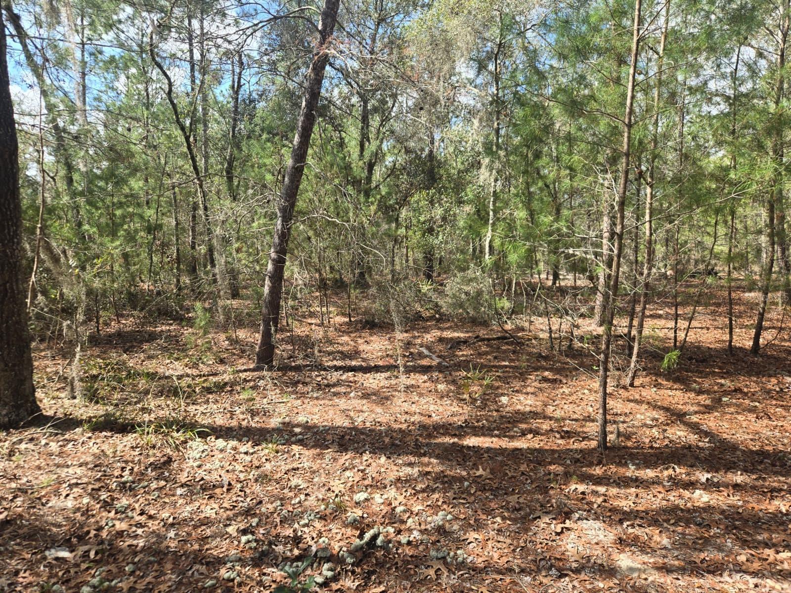 Image 5 of 12 For 206 Wales Street