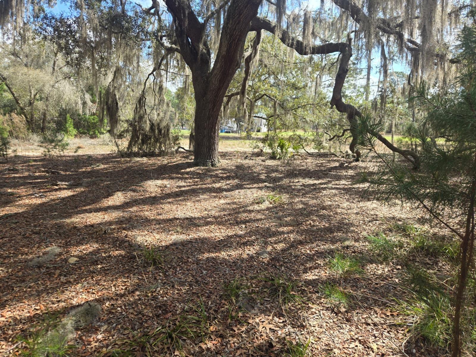 Image 6 of 12 For 206 Wales Street