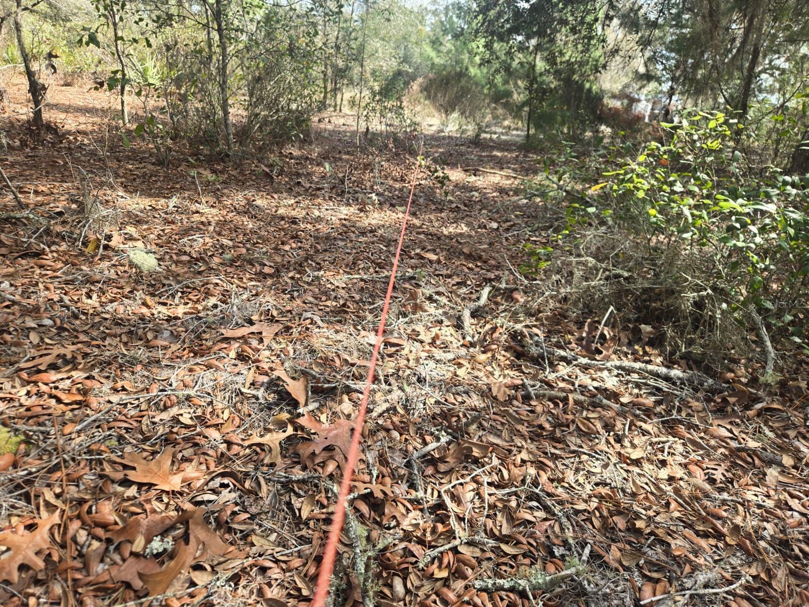 Image 8 of 12 For 206 Wales Street